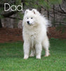 Samoyed Puppy For Sale Fredericksburg, OH Male- Casper