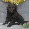 Mini Labradoodle For Sale Millersburg, OH Male- Cinnamon