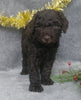 Mini Labradoodle For Sale Millersburg, OH Male- Cinnamon