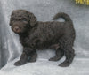 Mini Labradoodle For Sale Millersburg, OH Male- Cinnamon