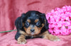 AKC Registered Cavalier King Charles Spaniel For Sale Fredericksburg, OH Male- Cade