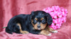 AKC Registered Cavalier King Charles Spaniel For Sale Fredericksburg, OH Male- Cade