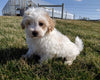 Maltipoo For Sale Millersburg, OH Female- Calli