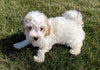 Maltipoo For Sale Millersburg, OH Female- Calli