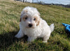 Maltipoo For Sale Millersburg, OH Female- Calli
