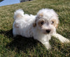 Maltipoo For Sale Millersburg, OH Female- Calli