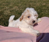 Maltipoo For Sale Millersburg, OH Female- Calli