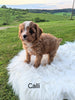 Cavapoo for Sale Dundee, OH Female- Calli