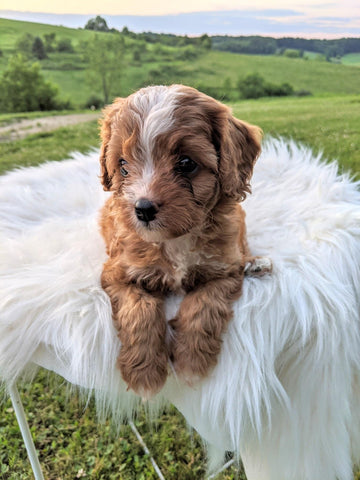 Cavapoo for Sale Dundee, OH Female- Calli