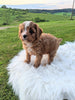 Cavapoo for Sale Dundee, OH Female- Calli