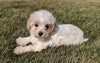 Maltipoo For Sale Millersburg, OH Female- Calli