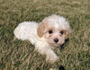Maltipoo For Sale Millersburg, OH Female- Calli
