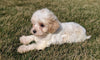 Maltipoo For Sale Millersburg, OH Female- Calli