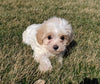 Maltipoo For Sale Millersburg, OH Female- Calli