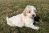 Maltipoo For Sale Millersburg, OH Female- Calli