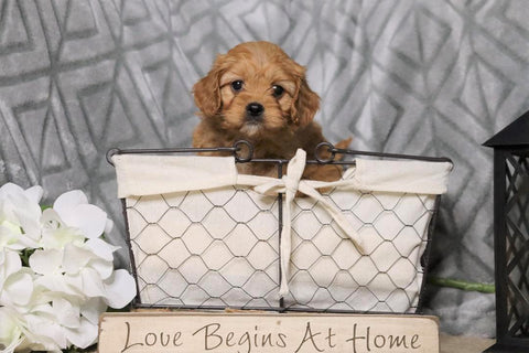 Cavapoo For Sale Fredericksburg, OH Female- Callie