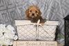 Cavapoo For Sale Fredericksburg, OH Female- Callie