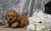 Cavapoo For Sale Fredericksburg, OH Female- Callie