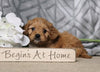Cavapoo For Sale Fredericksburg, OH Female- Callie