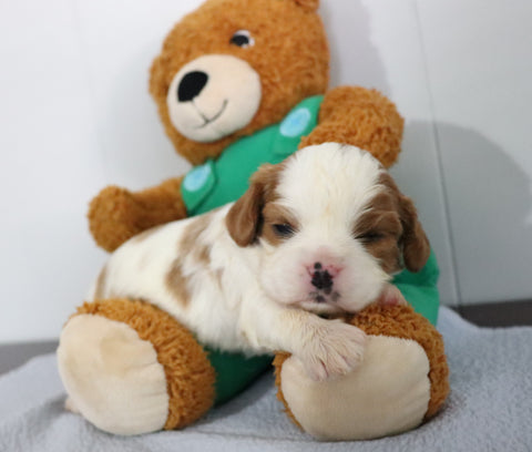 AKC Registered Cavalier King Charles Spaniel For Sale Fredericksburg, OH Female- Callie