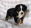 AKC Registered Bernese Mountain Dog For Sale Sugarcreek, OH Female- Callie