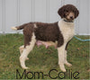 Aussiedoodle For Sale Baltic, OH Male- Sawyer