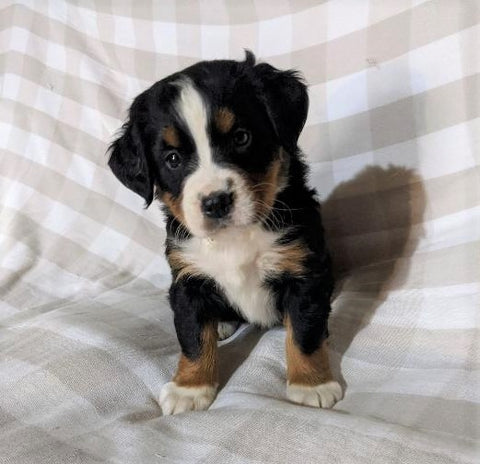AKC Registered Bernese Mountain Dog For Sale Sugarcreek, OH Female- Callie
