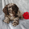 Mini F1B Labradoodle For Sale Millersburg, OH Male- Calvin