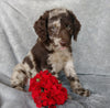 Mini F1B Labradoodle For Sale Millersburg, OH Male- Calvin