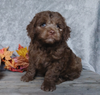 F1B Mini Labradoodle For Sale Millersburg, OH Male- Calvin