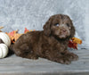 F1B Mini Labradoodle For Sale Millersburg, OH Male- Calvin