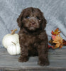 F1B Mini Labradoodle For Sale Millersburg, OH Male- Calvin