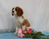 AKC Registered Cavalier King Charles Spaniel For Sale Wooster, OH Female- Camille