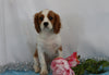 AKC Registered Cavalier King Charles Spaniel For Sale Wooster, OH Female- Camille