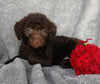 Mini F1B Labradoodle For Sale Millersburg, OH Female- Candy
