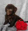 Mini F1B Labradoodle For Sale Millersburg, OH Female- Candy