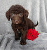 Mini F1B Labradoodle For Sale Millersburg, OH Female- Candy