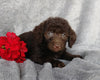 Mini F1B Labradoodle For Sale Millersburg, OH Female- Candy