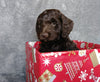Mini Labradoodle For Sale Millersburg, OH Male- Candy Cane