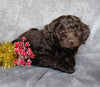 Mini Labradoodle For Sale Millersburg, OH Male- Candy Cane