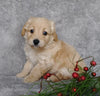 F1B Mini Labradoodle For Sale Millersburg, OH Male- Carmel