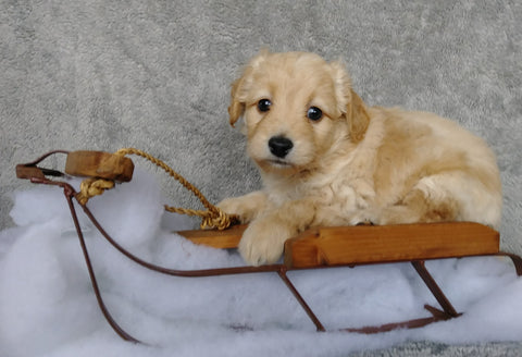 F1B Mini Labradoodle For Sale Millersburg, OH Male- Carmel