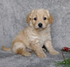 F1B Mini Labradoodle For Sale Millersburg, OH Male- Carmel