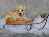 F1B Mini Labradoodle For Sale Millersburg, OH Male- Carmel