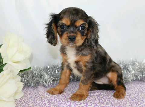 AKC Registered Cavalier King Charles Spaniel For Sale Wooster, OH Female- Cassandra