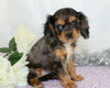 AKC Registered Cavalier King Charles Spaniel For Sale Wooster, OH Female- Cassandra