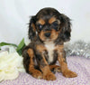 AKC Registered Cavalier King Charles Spaniel For Sale Wooster, OH Female- Cassandra