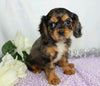 AKC Registered Cavalier King Charles Spaniel For Sale Wooster, OH Female- Cassandra