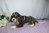 AKC Registered Cavalier King Charles Spaniel For Sale Wooster, OH Male- Casper