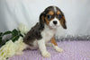 AKC Registered Cavalier King Charles Spaniel For Sale Wooster, OH Male- Casper